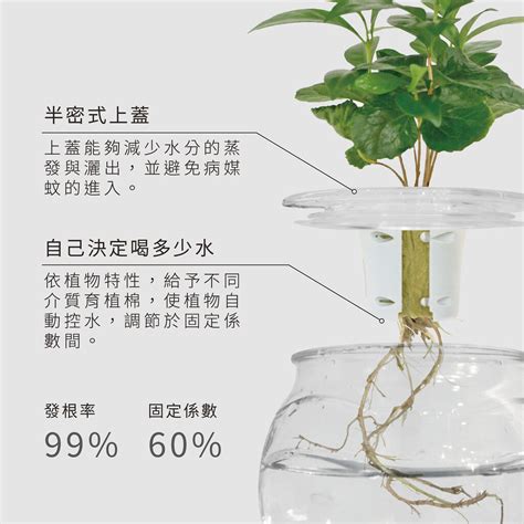 水耕植物換水